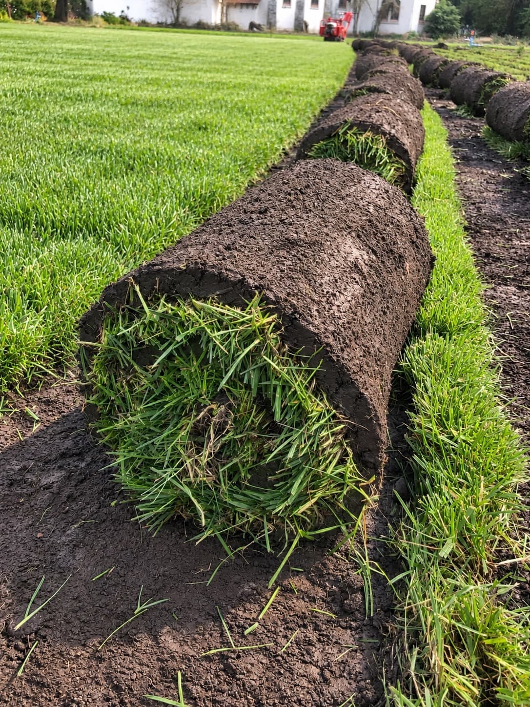 Pasto natural ChiGreen